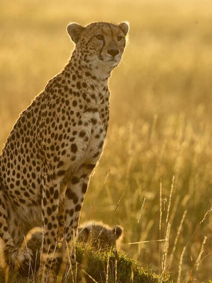A cheetah mother uses a termite mound as a vantage point, bathed in the golden backlight of the morning sun. I always tell participants on my photography tours, "backlight is the best light," and this is a perfect example.