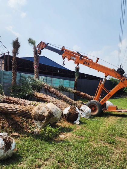 Delhi Gardner - Full-Service Landscaping Statement Trees & Sculpted Topiaries photo 12