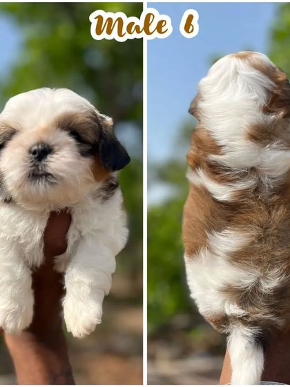A front and back view of one of our male Shih Tzu puppies. Notice his thick, healthy fur and symmetrical markings, signs of a quality purebred dog.