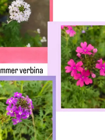 A collage of Summer Verbena flowers in white, pink, and purple. These are hardy, sun-loving plants that bloom all summer.