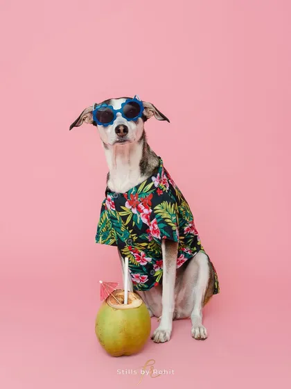 I love getting creative in the studio! For this shot, we created a fun, tropical vacation vibe with a Hawaiian shirt and a coconut drink. This kind of imaginative, themed pet photography is perfect for brands looking to create memorable and shareable content for social media.