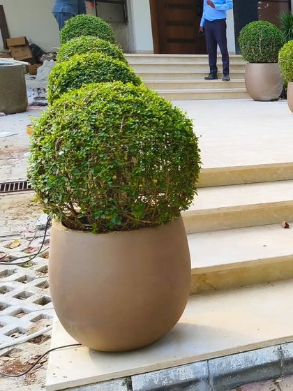 A close-up of the large spherical topiary in a modern pot, a simple yet powerful statement piece for an entrance.