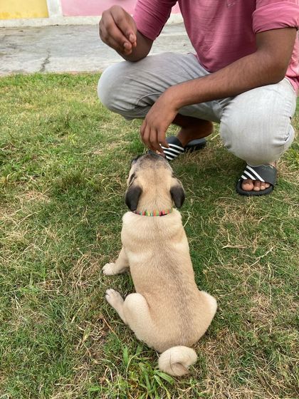 Getting a little treat for being such a good boy.