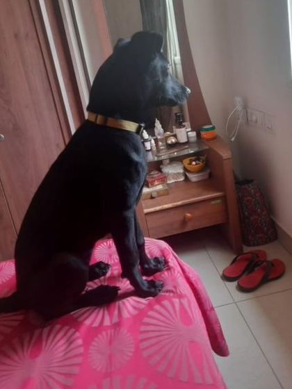 Kuri looking pretty on a pink bedspread. This lovely indie girl is ready to be a cherished member of a family in Bangalore.