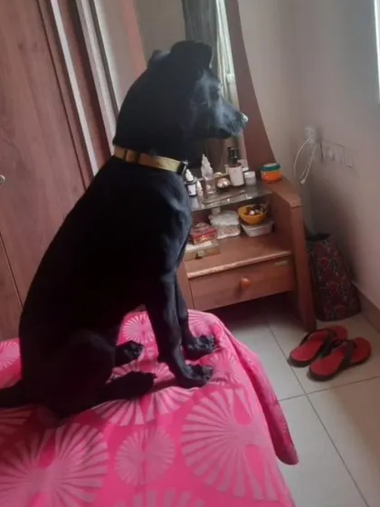 Kuri sitting politely on a bed, looking at her reflection. She is a well-behaved girl who would fit perfectly into a loving home.