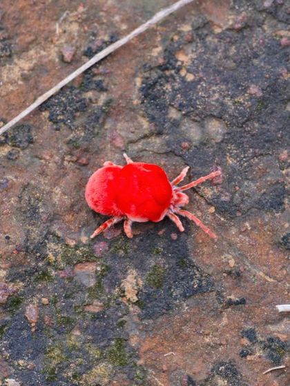 A tiny, bright red velvet mite crawls on a rock. These fascinating arachnids are predators of insect eggs, helping to naturally control pest populations in the ecosystem.