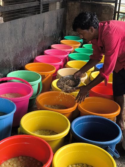 A caretaker portions out the day's meal. This massive effort is a daily promise we make to our dogs, a promise we can only keep with your help.