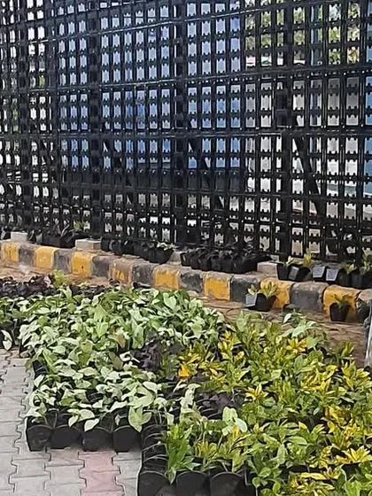 A wide variety of healthy plants, sorted and ready for planting. I carefully select the right species for the location, considering sunlight and design.