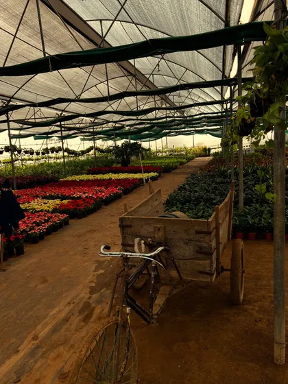 An old bicycle cart amidst the rows of flowering plants, capturing the rustic and charming vibe of our nursery.
