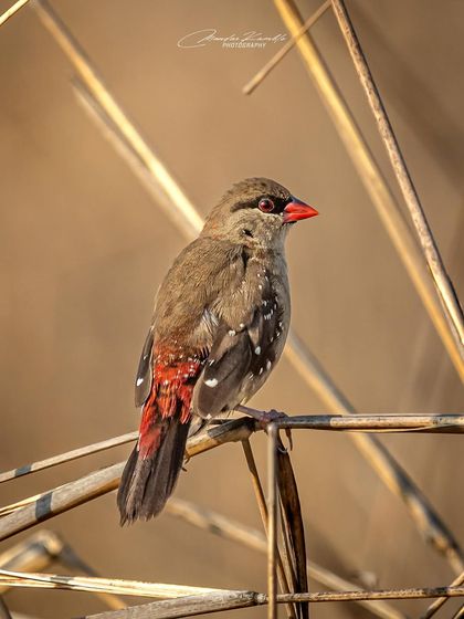 A Symphony of Colours photo 20