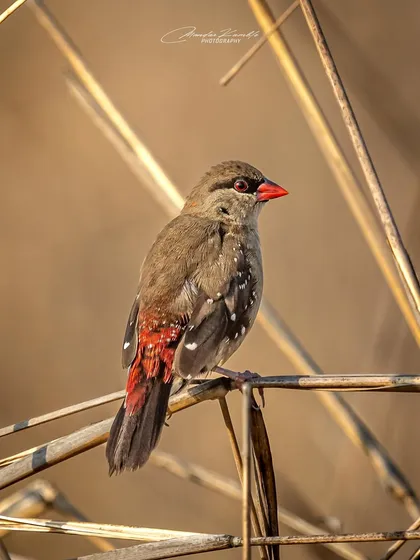 A female or non-breeding male Red Munia. While less vibrant than the breeding male, it still has beautiful red plumage on its rump and subtle spotting.