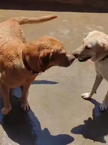 It's always amazing to see old friends reunite. This is the magic of a social boarding environment, where dogs get to play, interact, and build positive associations with other pups in a supervised setting.