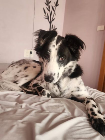 A beautiful Border Collie mix relaxing on the bed. They are treated like my own children.