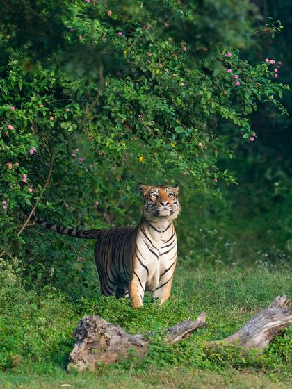 A magnificent male tiger in Bandipur, framed by delicate lantana flowers on a crisp winter morning. The soft, misty light of winter creates a magical, almost painterly quality in photographs.