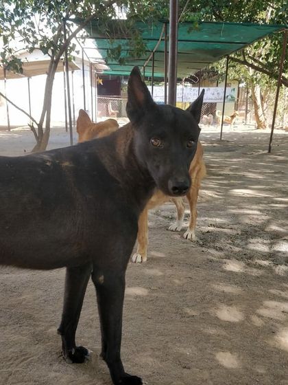 Petspace - Dog Daycare More Than Guests, They're Family photo 12