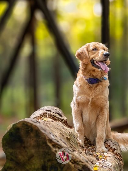 A majestic portrait of Asher sitting on a log in the forest. He looks so noble and content in his natural element.