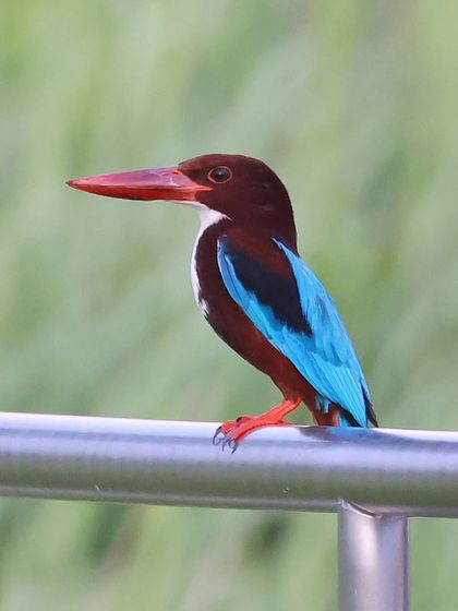 Hornbills, Kingfishers & Forest Jewels photo 7