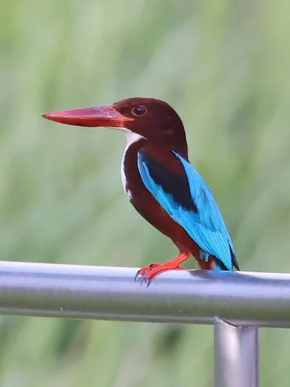The vibrant blue of the White-throated Kingfisher is always a joy to photograph. This common resident of Singapore is often seen perched near water, patiently waiting for its next meal. The contrast of its plumage makes it a standout subject.