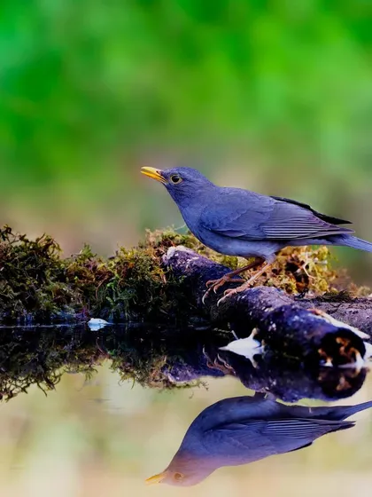 A Tickell's Thrush stands by a small pool of water, its reflection perfectly mirrored on the surface. This is a beautifully composed shot that captures the tranquility of the scene.