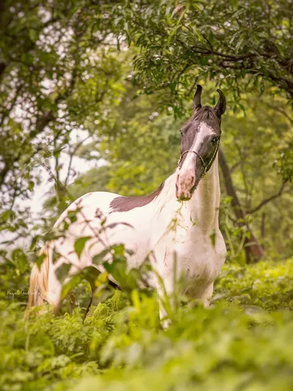 Peeking through the leaves, this horse seems to be a natural part of the forest landscape. My goal is to capture animals in their element, creating authentic and soulful images.