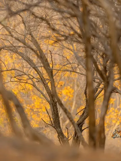 A tiger almost hidden in a forest of golden autumn leaves. This is a 'wildscape', where the environment is as much the subject as the animal, a technique we explore to create artistic wildlife photos.