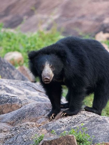 A Sloth Bear stands on the rocks, its long claws clearly visible. These claws are perfect for digging into termite mounds.