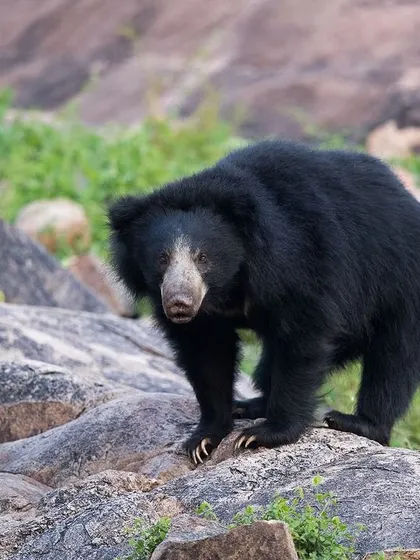 A Sloth Bear pauses on a rock, its powerful build and distinctive pale snout clearly visible.
