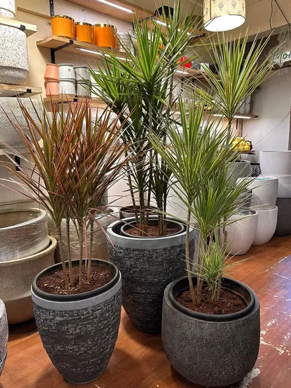 This trio of Dracaena Marginata shows how different color variations of the same plant can be grouped together. Paired with dark, textured ceramic planters, they create a sophisticated and cohesive look.