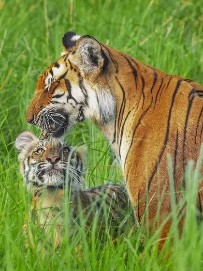 A tiger cub looks up to its mother in the tall grasses of Jim Corbett National Park. This interaction highlights the dependency of the young on their mothers for learning the ways of the wild.