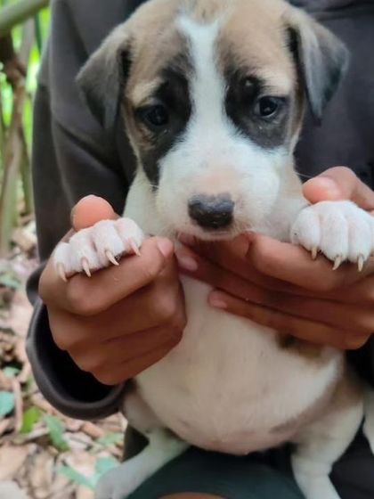 A close-up of a brown and white puppy from the same litter, with sad, soulful eyes that are asking for a family.