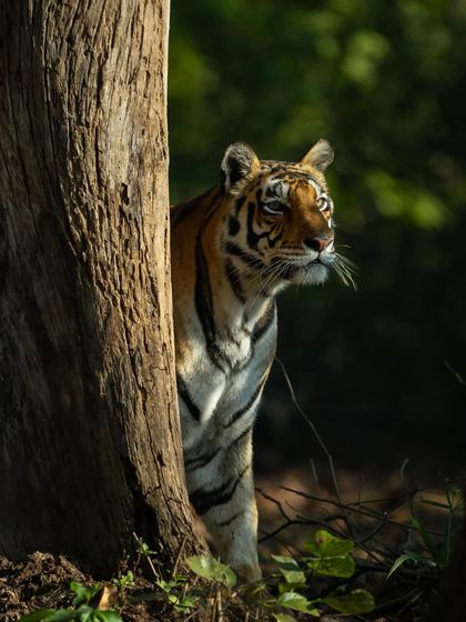Here, the tigress Tara is seen from behind a tree, her gaze fixed on something in the distance. The lighting and composition create a pensive mood, making you wonder what has captured her attention. It’s these untold stories that I love to photograph.