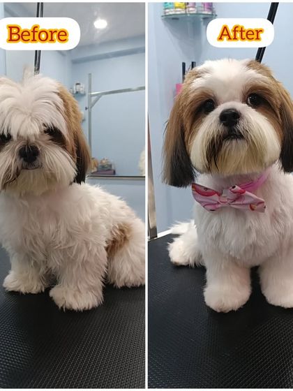 Mamppi Deb - Pet Grooming & Styling Complete Makeovers: Before & After photo 29