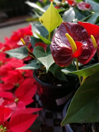 The deep red of this Anthurium flower against the festive Poinsettias signals that the holiday season is near. Anthuriums are great because they can flower for long periods, even indoors with enough light.