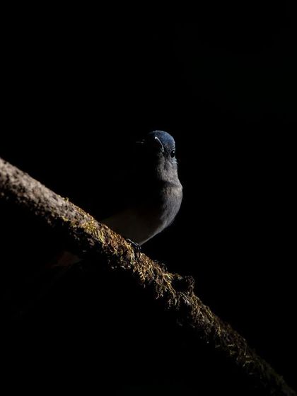 Guess who? A Black-naped Monarch peeking out from the shadows, a little game of hide-and-seek in the forest.