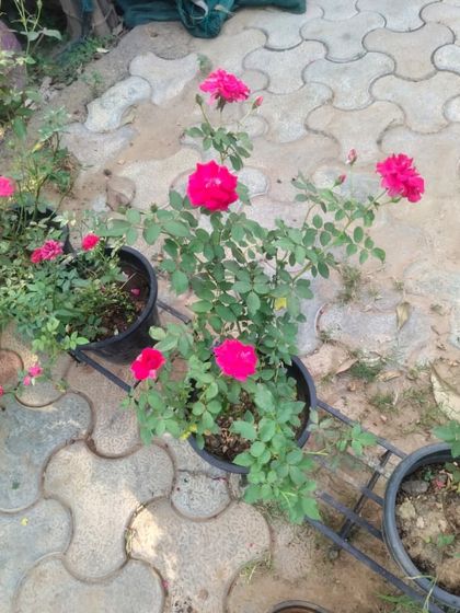 A healthy rose plant with vibrant pink flowers, ready to be placed in a sunny spot on a balcony.