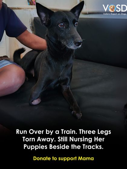 A train tore away three of her legs, but Mama's instinct was to continue nursing her puppies beside the tracks. Her story is one of unimaginable pain and maternal love. She is now safe and receiving intensive care.