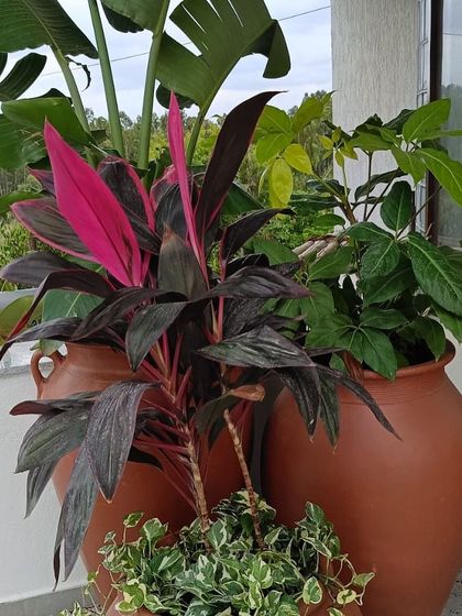 Make My Garden - Nursery & Gardening Store (Retail) Indoor & Air Purifying Plants photo 20