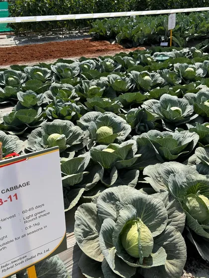 Our hybrid cabbage, CAB-11, on display. This variety is suitable for all seasons in the North, with a round shape and a harvest time of 60-65 days.