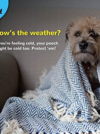 How do you know if your pooch is cold? If you're feeling cold, they probably are too. This series of images shows signs to look for, like shivering, curling up, or cold ears.