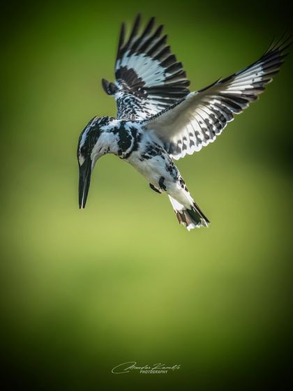 Kingfishers: Jewels of the River photo 3