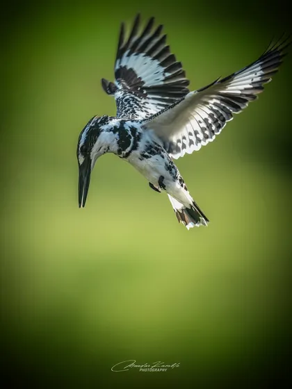 Capturing a Pied Kingfisher as it hovers and dives is a technical challenge I love. This action shot, taken in Wai, freezes the bird's wings in a beautiful pattern against a soft green background, showcasing its incredible aerial hunting skills.