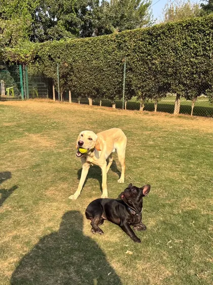 A Labrador and a French Bulldog enjoying a sunny day in the park together.