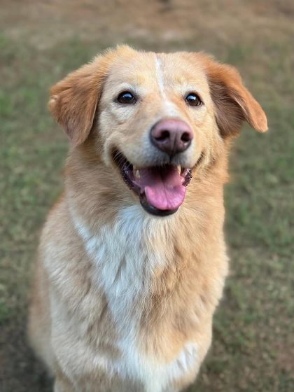 This beautiful Indie mix is absolutely beaming. We love seeing them so happy.