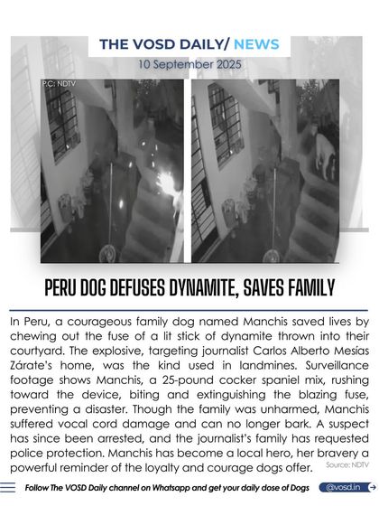 A brave cocker spaniel mix in Peru saved his family by chewing out the fuse of a lit stick of dynamite thrown into their yard. Though he suffered vocal cord damage, his heroic act prevented a disaster.