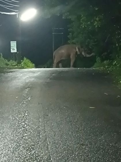 Wildlife encounters are part of the adventure on our remote routes. A rider on the Western Ghats Odyssey (WER) 1500km race had a memorable encounter with an elephant at night.