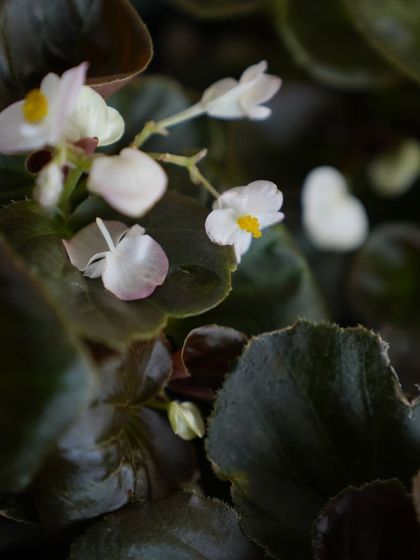 The Wax Begonia is a hardy, ever-blooming beauty. With delicate white and pink flowers and glossy bronze leaves, it's a compact, low-fuss plant perfect for city gardens and balconies.