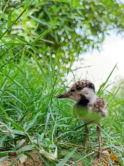 This wide-angle phone shot captures the tiny Red-wattled Lapwing chick in its grassy environment, showcasing the world from its perspective.