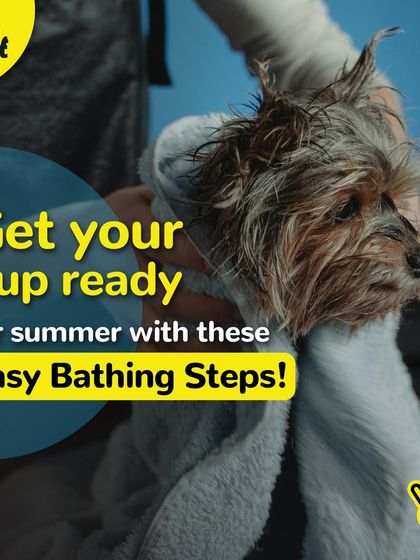 Get your pup ready for summer with these easy bathing steps. We're here to help with all your summer grooming needs.