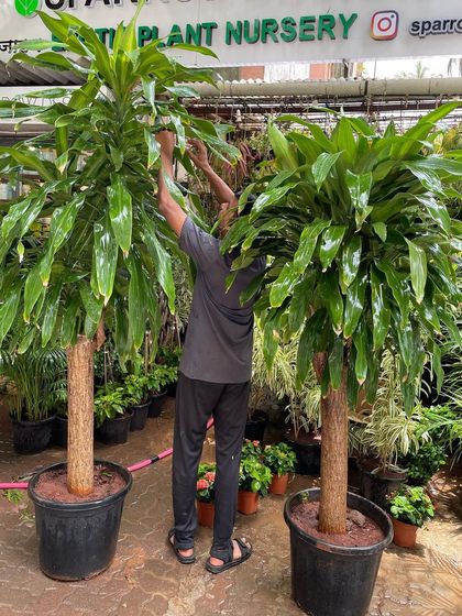 Statement & Tall Plants photo 10