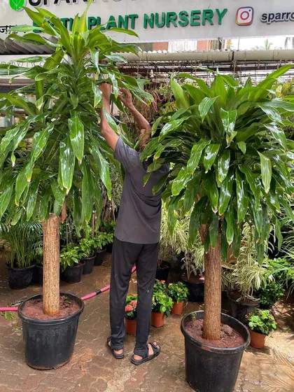 These large Dracaena Massangeana, or Corn Plants, are perfect for making a big design statement. Their thick, woody canes and lush foliage are great for improving air quality and filling empty corners.